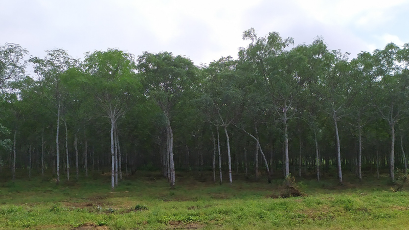 Forest of planted trees