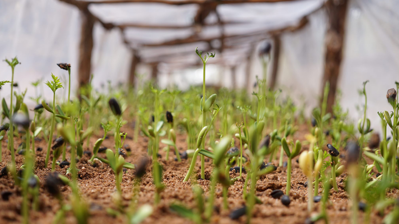 Seedlings in a tree farm