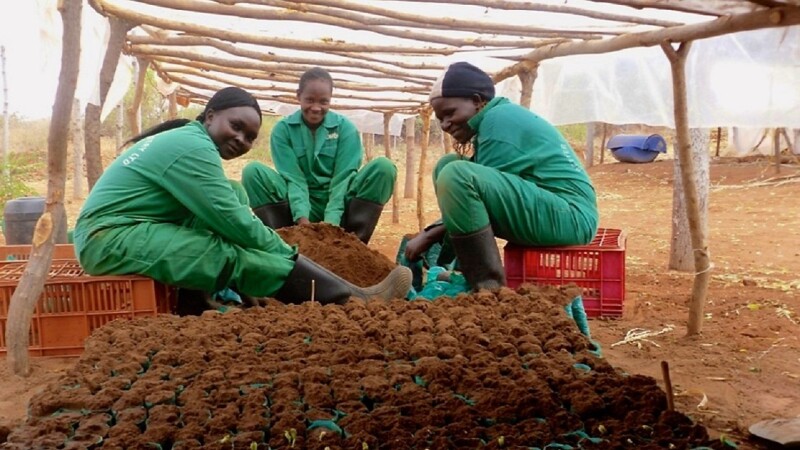 Tree farmers working with soil and saplings