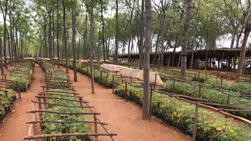 Hardwood trees planted in a tree farm in eastern Africa